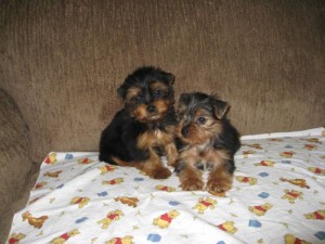 Three CKC Yorkie Puppies