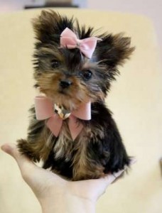 Yorkie Puppies For New Home