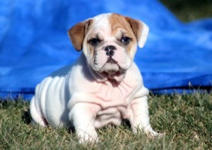 English Bulldog Puppies