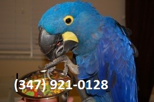 African Grey Parrots