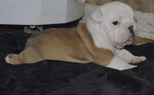 Outstanding English Bulldog Puppies Available for Adoption