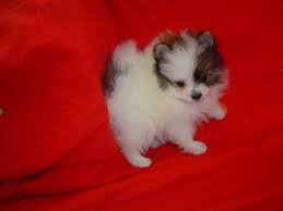 Female Teacup Pomeranian Puppy Available