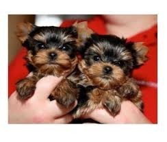 Male and Female Yorkie Puppies