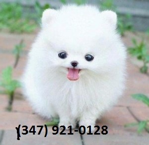 Excellent Pomeranian Puppies