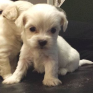 MALTESE PUPPIES