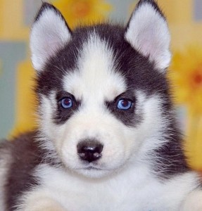 Female Siberian Husky