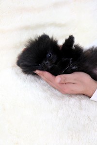 Pomeranian Puppies For Adoption