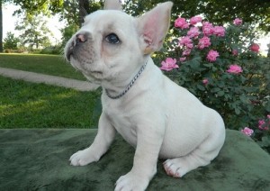 Amazing French Bulldog Puppies Ready Now