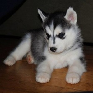 Purebred Siberian Husky Puppies