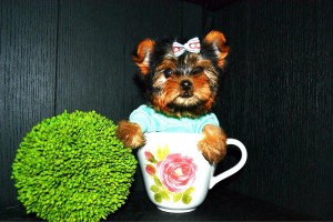 Adorable Teacup Male Yorkie Puppy