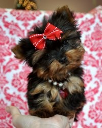 Rare Tiny Teacup Yorkie Puppy