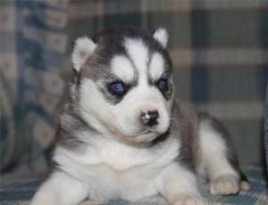 Affectionate siberian husky  Puppies