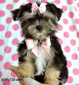 AKC Yorkshire terriers