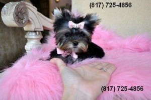 CKC Registered Yorkshire Terrier!