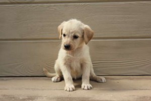 Labrador Retriever Puppies