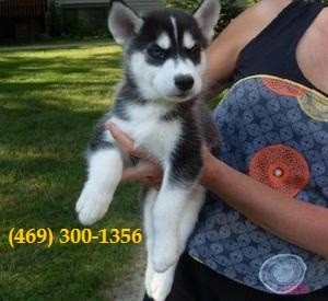 Male and Female Siberian Husky Puppies