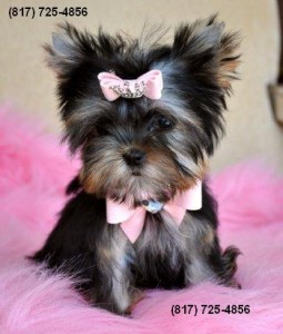 Female Toy Yorkie