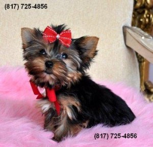 Male Yorkie