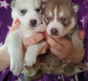 Siberian Husky for Sale