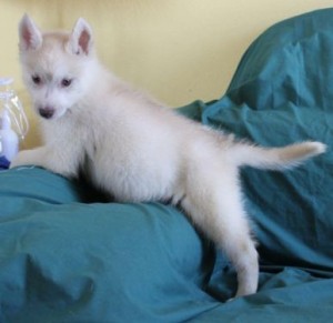 Registered Siberian Husky Puppies