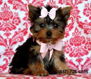 Tiny Teacup Yorkie Puppy