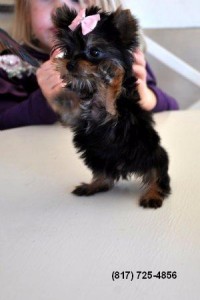 Yorkshire Terrier Puppy