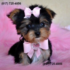 Tiny Yorkie Puppies for Sale