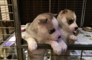 Siberian Husky Puppies