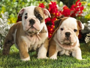 Two AKC English Bulldog Puppies