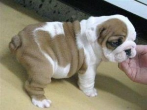 Little English Bulldog Pup