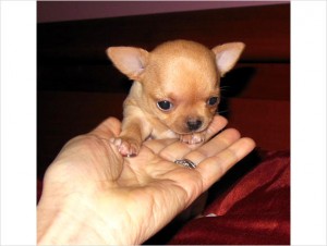 Mini Chihuahua Puppy