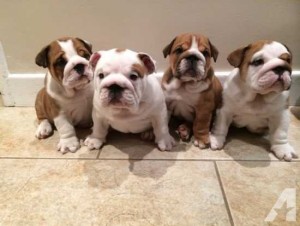 English Bulldog Puppies for Sale