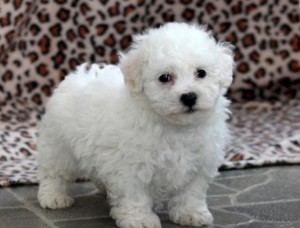 Excellent Bichon Frise Puppies