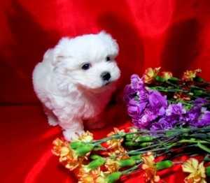 Tea-cup Maltese Puppies For Sale!