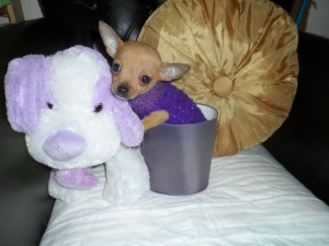 Jovial Chihuahua Puppies for Sale!