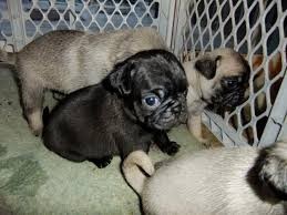 Pretty 12 Weeks Old Pugs