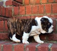 English Bulldog Puppies