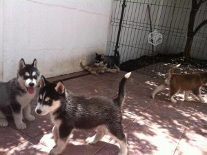 Siberian Husky - Male &amp; Female