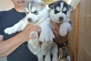 Siberian Husky Puppies for Adoption