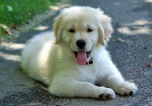 Beautiful Golden Retriever Puppies