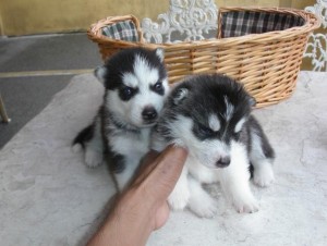 Gorgeous Siberian Husky Pups