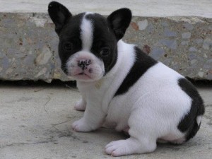 Beautiful French Bulldog