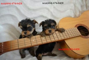 Loving Teacup Yorkie Puppies