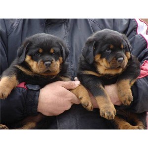 Rottweiler Pups ready for a New Home