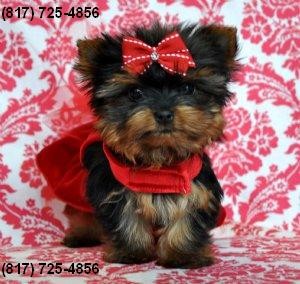 Male ACA Yorkie