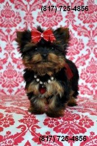 Male Yorkie