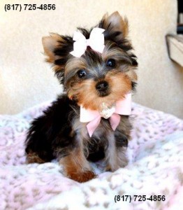 Male AKC Teacup Yorkie