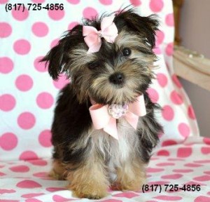 Male AKC Toy-size Male Yorkie