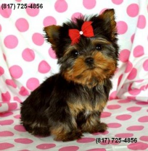 Male Teacup AKC Yorkie