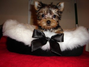 Male Yorkie